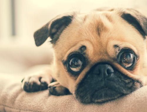 What’s that Smell? The Science Behind Your Pet’s Urine, and the Best Way to Clean it Up!